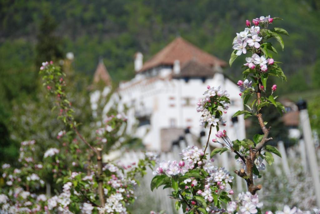 Apartments Schloss Paschbach 아피아노 술라 스트라다 델 비노 외부 사진